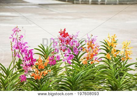 the seed-bearing part of a plant, consisting of reproductive organs (stamens and carpels) that are typically surrounded by a brightly colored corolla (petals) and a green calyx (sepals)