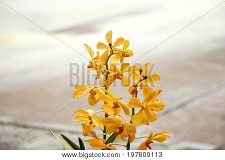 the seed-bearing part of a plant, consisting of reproductive organs (stamens and carpels) that are typically surrounded by a brightly colored corolla (petals) and a green calyx (sepals)