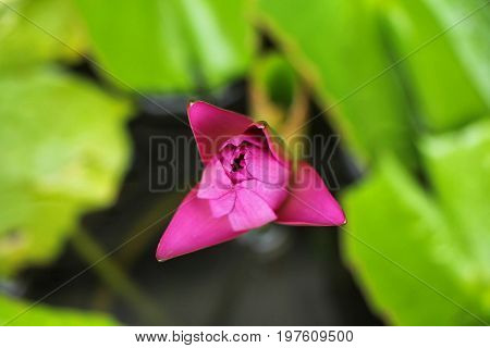 the seed-bearing part of a plant, consisting of reproductive organs (stamens and carpels) that are typically surrounded by a brightly colored corolla (petals) and a green calyx (sepals)