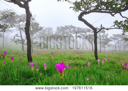 Curcuma sessilis, beautiful flowers in the forest.