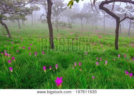 Curcuma sessilis, beautiful flowers in the forest.