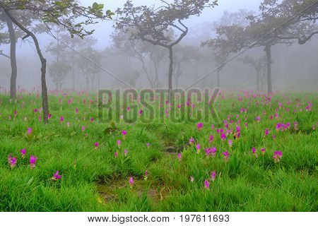 Curcuma sessilis, beautiful flowers in the forest.
