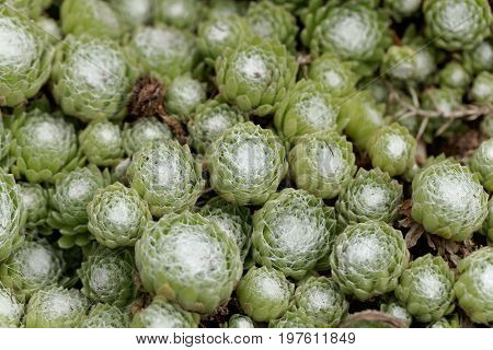 Leaves of a cobweb house leek Sempervivum arachnoideum a succulent plant from Europe.
