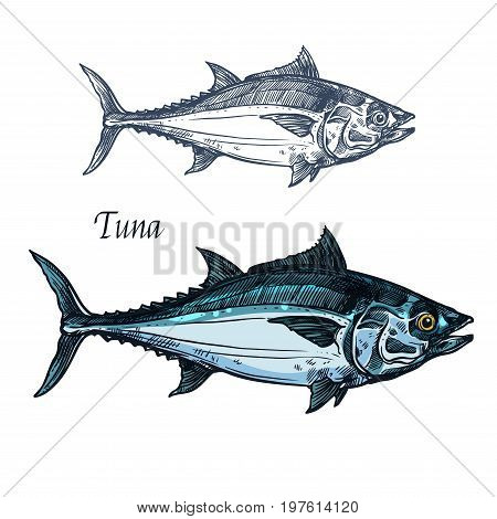 Tuna fish vector sketch icon. Isolated sea or atlantic mackerel scombridae fish species. Isolated marine fauna symbol for seafood or fish food restaurant sign emblem, fishing club or fishery market