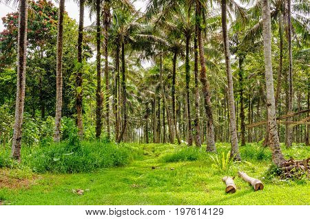 Coconut palm tree plantation - Espiritu Santo Vanuatu