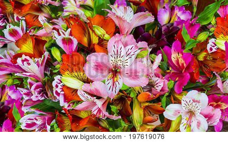 bouquet of flowers. Alstroemeria. Bouquet of flowers Alstroemeria. Flowers Alstroemeria