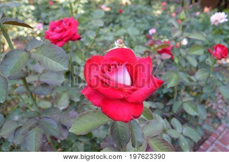 Pink roses with one close-up not fully bloomed.