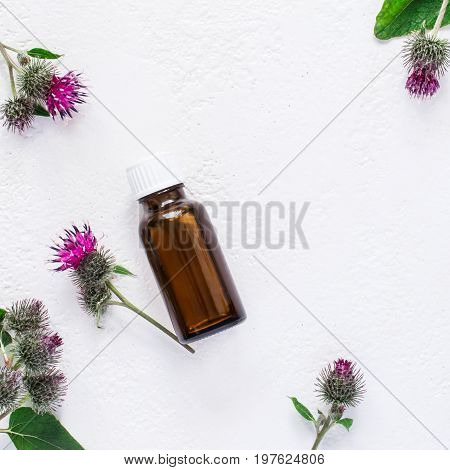 flat lay burdock Essential oil In small bottle. Spikes of flowers and leaves on a white background.