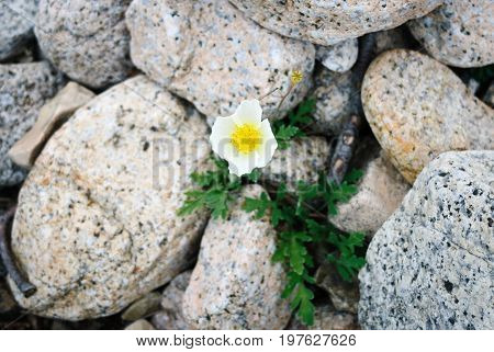 Alone white poppy grown up in stones