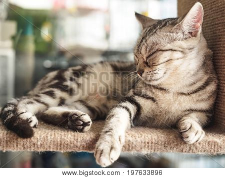 Cat sleeping on the wood shelves .