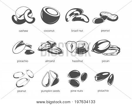 Nuts isolated on white background - big nuts collection. Food walnut and hazel nuts. Vector illustration