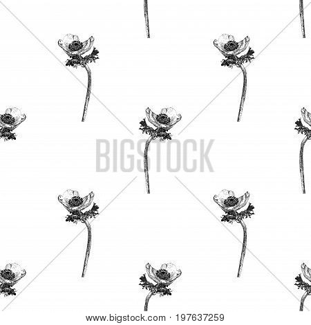Vector seamless pattern with anemone flower isolated on white background drawn by hand. Graphic drawing pointillism technique. Botanical natural collection. Black and white floral illustration