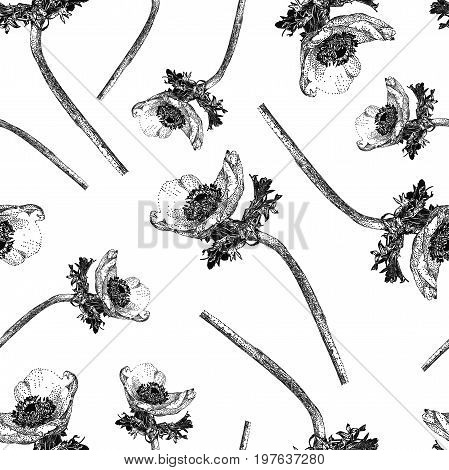 Vector seamless pattern with anemone flower isolated on white background drawn by hand. Graphic drawing pointillism technique. Botanical natural collection. Black and white floral illustration