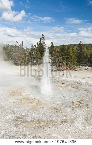Vixen Geyser errupting. Norris Geyser Basin, Yellowstone National Park, USA