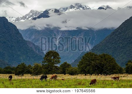 A Beautiful New Zealand Landscape