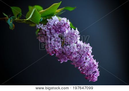 A branch of lilac on a black background