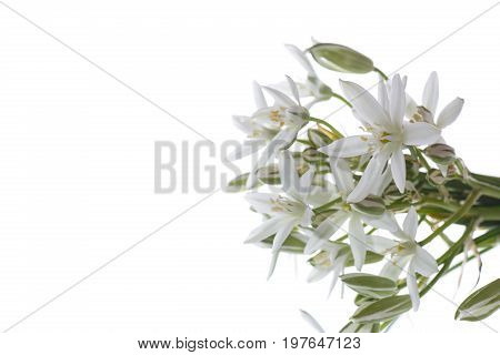 Ornithogalum umbellatum .Beautiful white flowers on a white background