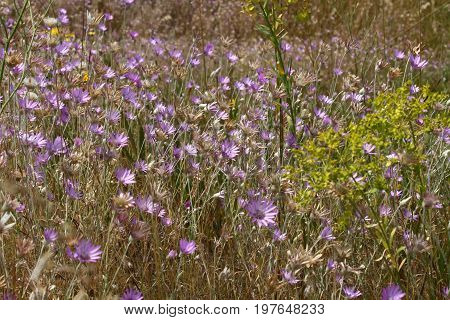 Immortelle purple wildflower on the Black Sea coast. Ukraine, Mykolaiv region