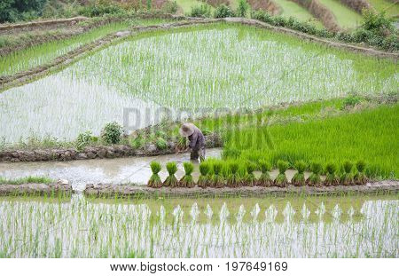An unidentified man working in rice fields in Yuanyang county, Yunnan, China. Yuanyang county lies at an altitude ranging from 140 along the Red River up to nearly 3000 metres above sea level in the Ailao mountains.