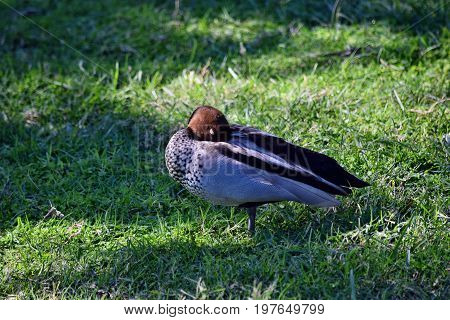 Pretty Australian Duck
