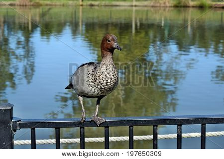 Pretty Australian Duck