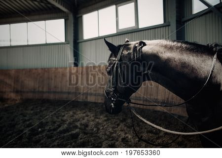 Black horse standing in the dark manege. With horse armor