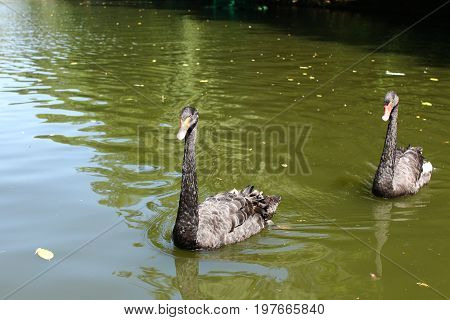 Swimming a black swan in Sofiyivsky Park. Botanical Garden in Uman, Cherkasy Oblast, Ukraine