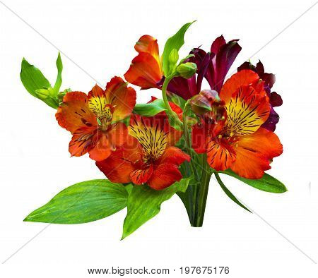 bouquet of flowers. Alstroemeria. Bouquet of flowers Alstroemeria. Flowers Alstroemeria. Bouquet of alstroemeria flowers isolated on white background