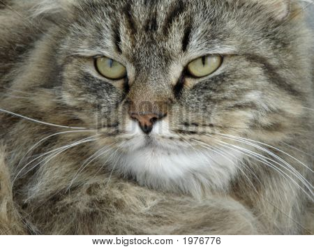 Серьезные Tomcat