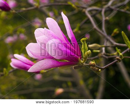 decoration of few magnolia flowers. pink magnolia flower. Magnolia. Magnolia flower spring branch
