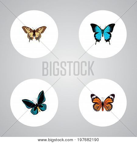 Realistic Papilio Ulysses, Tiger Swallowtail, Monarch And Other Vector Elements