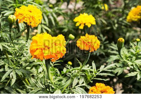 yellow Summer flowers blossom in the garden