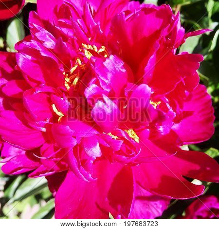 The photo shows blooming red flower, botanica peony with green leaves.
