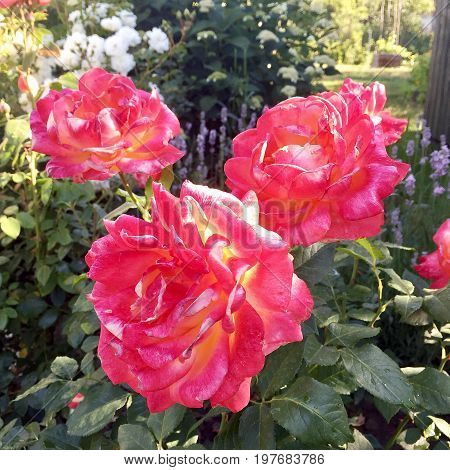 The photo shows blooming red flower, botanica peony with green leaves.