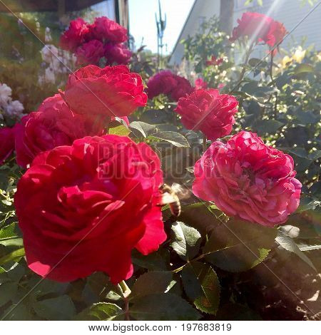The photo shows blooming red flower, botanica peony with green leaves.