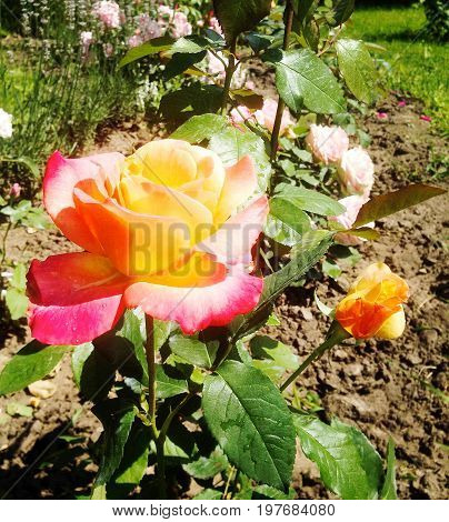 The photo shows blooming red flower, botanica peony with green leaves, living nature, plants,unusual aroma bouquet.