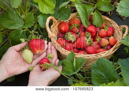 Top view on woman's hands picking up organic strawberries on the farm. Harvesting. healthy eating and lyfestyle.