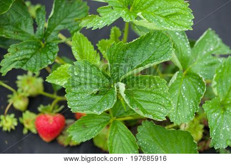 Closeup on organic garden summer strawberry berries on a strawberry farm. Healthy lifestyle and healthy eating. Agriculture.