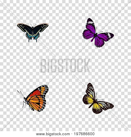 Realistic Morpho Hecuba, Summer Insect, Butterfly And Other Vector Elements