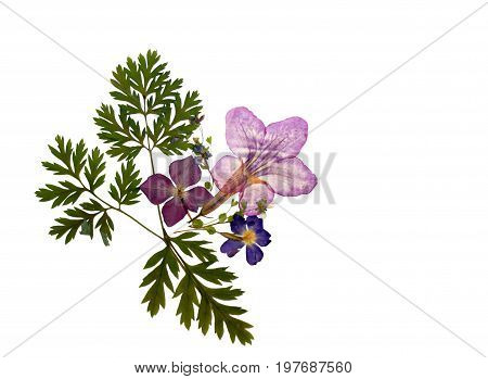 Beautiful isolated floral pressed flower decration natural colorful empty background with dry plants