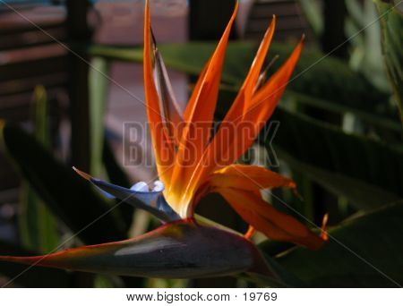 Bird Of Paradise