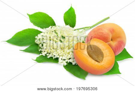 Sprig of sambucus with green leaves and apricots isolated on a white background. Ingredients for syrup. Design element for product label, catalog print, web use.