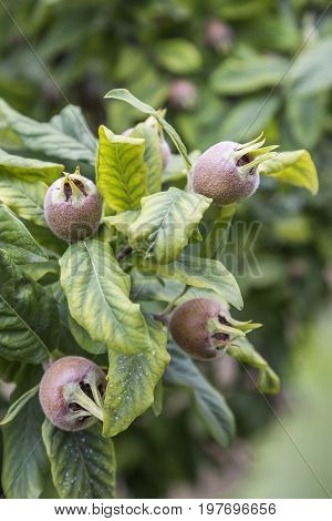 Branch With Medlars, Medlar Growing 2