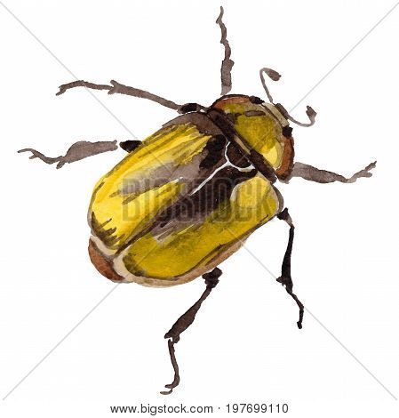 Exotic beetle bronzovka wild insect in a watercolor style isolated. Full name of the insect: beetle bronzovka. Aquarelle wild insect for background, texture, wrapper pattern or tattoo.