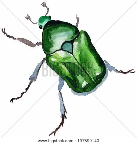Exotic beetle bronzovka wild insect in a watercolor style isolated. Full name of the insect: beetle bronzovka. Aquarelle wild insect for background, texture, wrapper pattern or tattoo.