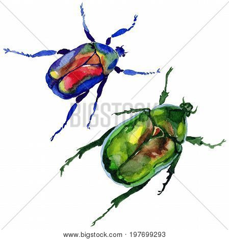 Exotic beetle bronzovka wild insect in a watercolor style isolated. Full name of the insect: beetle bronzovka. Aquarelle wild insect for background, texture, wrapper pattern or tattoo.