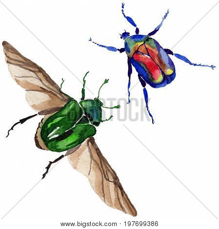 Exotic beetle bronzovka wild insect in a watercolor style isolated. Full name of the insect: beetle bronzovka. Aquarelle wild insect for background, texture, wrapper pattern or tattoo.