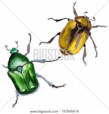 Exotic beetle bronzovka wild insect in a watercolor style isolated. Full name of the insect: beetle bronzovka. Aquarelle wild insect for background, texture, wrapper pattern or tattoo.