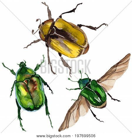 Exotic beetle bronzovka wild insect in a watercolor style isolated. Full name of the insect: beetle bronzovka. Aquarelle wild insect for background, texture, wrapper pattern or tattoo.