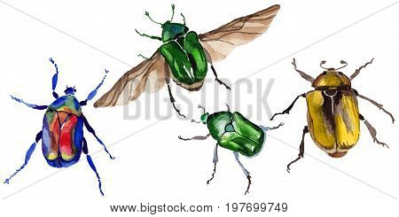 Exotic beetle bronzovka wild insect in a watercolor style isolated. Full name of the insect: beetle bronzovka. Aquarelle wild insect for background, texture, wrapper pattern or tattoo.